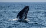 Climate change's effects on ocean sea ice and prey locations could be altering or influencing whales' movement patterns Image: Joseph Prezioso/Anadolu/picture alliance