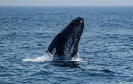 Climate change's effects on ocean sea ice and prey locations could be altering or influencing whales' movement patterns Image: Joseph Prezioso/Anadolu/picture alliance