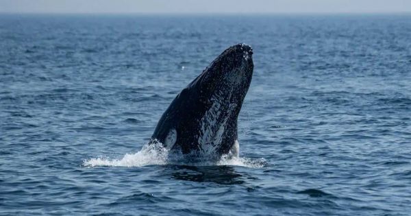 Humpback whales observation show they moved between Australia and Brazil, the longest travel distance ever