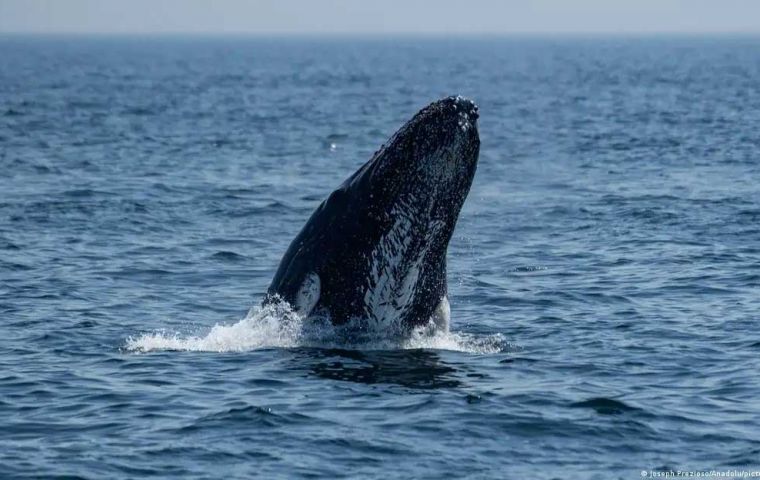 Climate change's effects on ocean sea ice and prey locations could be altering or influencing whales' movement patterns Image: Joseph Prezioso/Anadolu/picture alliance