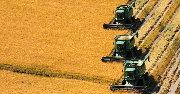 Uruguay captures 63% of Mercosur's annual rice quota to the European Union