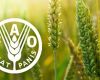 FAO food commodity prices in May showed increases in cereals, sugar and beef