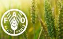 World wheat prices rose 3.4 percent on May and 7.8 percent from their year-earlier level, supported by smaller expected harvests in major exporters, such as US
