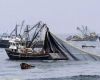 Report warns foreign fleets off Argentina catch up to four times the national industry's haul