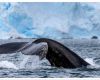 IAATO's new Geofenced Whale Area around South Orkney Islands