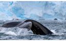 Happywhale's Ted Cheeseman called the South Orkney Islands an 'oceanic Serengeti for whales (Pic Gennaa Rowland)