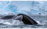 Happywhale's Ted Cheeseman called the South Orkney Islands an 'oceanic Serengeti for whales (Pic Gennaa Rowland)