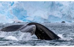 Happywhale's Ted Cheeseman called the South Orkney Islands an 'oceanic Serengeti for whales (Pic Gennaa Rowland)