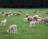 Uruguay sheep produce exports from July25 to May26 reached US$ 281 million
