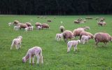 The average wool export price in the July 25/May26 period, jumped 29.3% 
