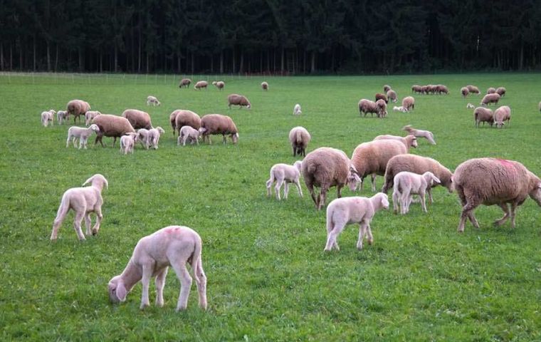 The average wool export price in the July 25/May26 period, jumped 29.3% 