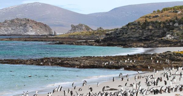 Falklands celebrated Environment and Oceans awareness last Sunday