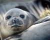 Australia reports bird flu has killed 13.000 elephant seal pups in Heard and McDonald islands