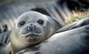Australian Antarctic Program says mortality in some elephant seal harems as high as 97%. 