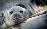 Australian Antarctic Program says mortality in some elephant seal harems as high as 97%. 