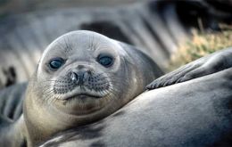 Australian Antarctic Program says mortality in some elephant seal harems as high as 97%. 