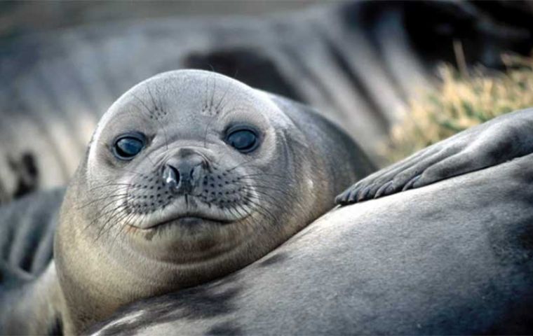Australian Antarctic Program says mortality in some elephant seal harems as high as 97%. 