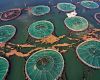 Falklands, dates confirmed for salmon-farming public consultation