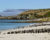 SAERI launches new research projects across the Falklands and South Atlantic