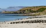 Among the projects is the first census of the Southern Rockhopper Penguin in more than fifteen years, to be carried out using drones and artificial intelligence