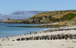 Among the projects is the first census of the Southern Rockhopper Penguin in more than fifteen years, to be carried out using drones and artificial intelligence