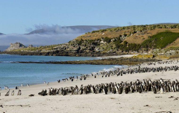 Among the projects is the first census of the Southern Rockhopper Penguin in more than fifteen years, to be carried out using drones and artificial intelligence