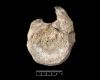 British Antarctic Survey confirms Antarctica's first dinosaur fossil, 40 years on
