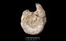 The fossil was collected in December 1985 by geologist Mike Thomson, of the British Antarctic Survey (BAS), during an expedition to James Ross Island, on the Antarctic Peninsula