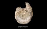 The fossil was collected in December 1985 by geologist Mike Thomson, of the British Antarctic Survey (BAS), during an expedition to James Ross Island, on the Antarctic Peninsula