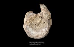 The fossil was collected in December 1985 by geologist Mike Thomson, of the British Antarctic Survey (BAS), during an expedition to James Ross Island, on the Antarctic Peninsula