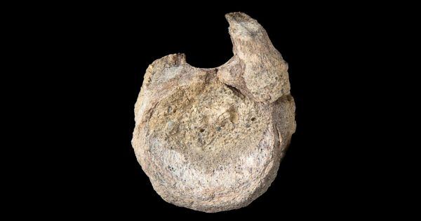 British Antarctic Survey confirms Antarctica's first dinosaur fossil, 40 years on