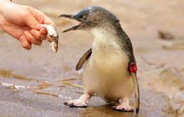 Operations will be conducted at night when the penguins return from the sea and are directed to a special area where they will receive the first dose