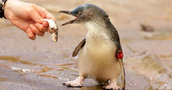 Australia launches program to vaccinate colonies of little penguins against avian influenza