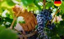 This was the earliest start to the harvest ever in all wine-growing regions, Wine Institute&nbsp;spokesman Ernst B&uuml;scher said