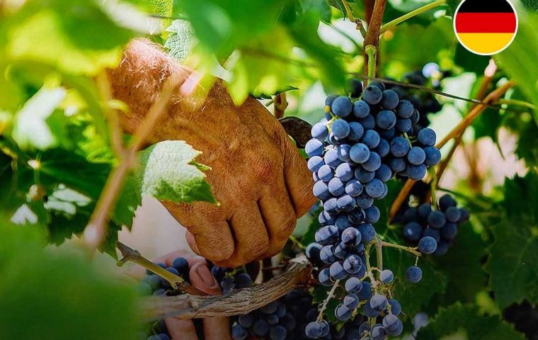 This was the earliest start to the harvest ever in all wine-growing regions, Wine Institute&nbsp;spokesman Ernst B&uuml;scher said