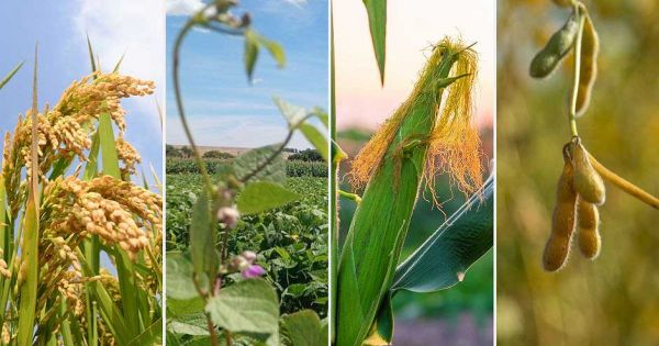 Brazil grain harvest expected at 361.7 million tons, Conab, led by soybeans, corn and cotton