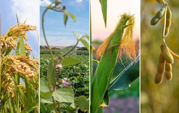 The record Brazil grain harvest is being driven mainly by gains in soybeans, corn and cotton. Rice, beans and wheat, by contrast, are expected to post declines