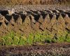 Peat for decades was used in Falklands to heat homes and cooking food 