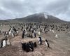 What was the world's largest penguin colony has lost nearly two thirds of its nests