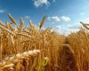 FAO Food Price Index rises in September amid weather concerns and transport disruptions