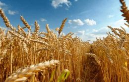 The FAO Cereal Price Index increased by 5.1 percent from August, averaging 17.2 percent higher than its September 2025 level. 