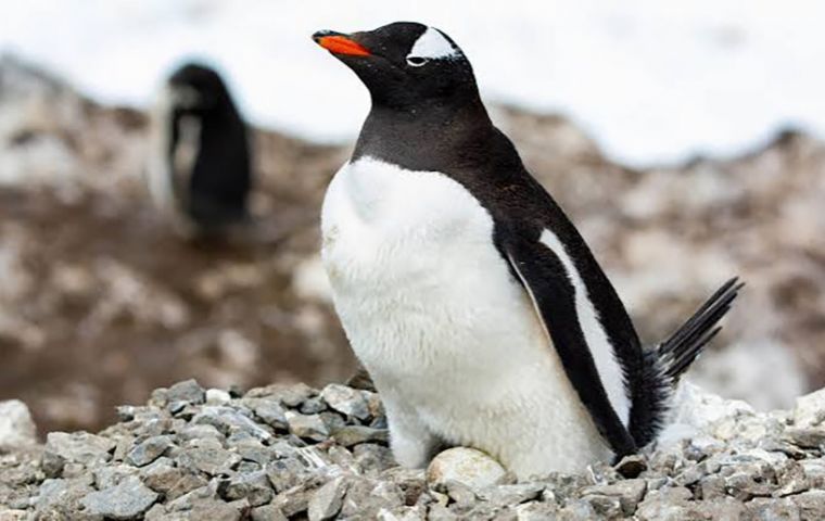 Chinstrap and macaroni penguins nesting on the volcanic slopes of Zavodovski Island (credit: Nicole Richters)
