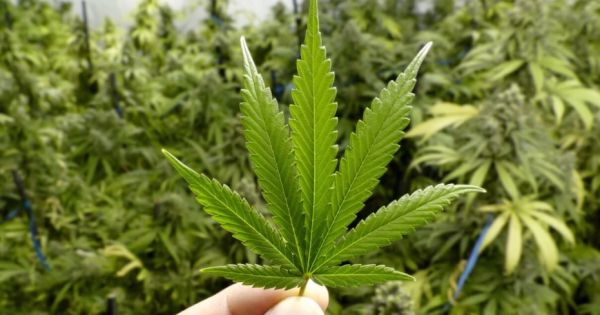 New US Hemp Rules Take Effect December 11, Shifting Demand for South American Exporters