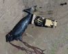 An unusual die-off of southern right whales in Argentine Patagonia alarms scientists