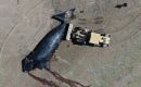 Neither researchers nor the provincial government will give an official figure until the season ends; unofficially, more than 300 dead whales are being mentioned