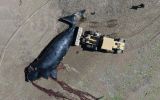 Neither researchers nor the provincial government will give an official figure until the season ends; unofficially, more than 300 dead whales are being mentioned