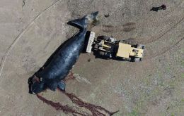 Neither researchers nor the provincial government will give an official figure until the season ends; unofficially, more than 300 dead whales are being mentioned