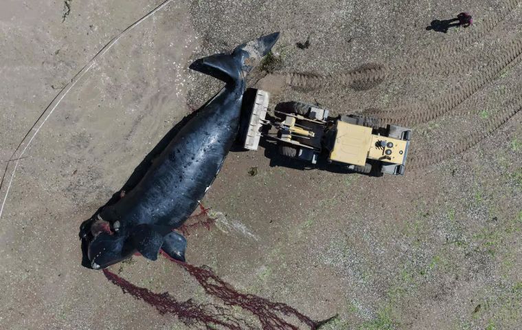 Neither researchers nor the provincial government will give an official figure until the season ends; unofficially, more than 300 dead whales are being mentioned