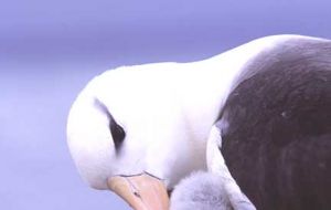 Black-browed Albatross with chick on the New Island reserve (Photo Ãâ€šÃ‚Â© Georgina Strange)