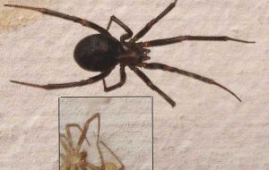 “False black widow” arrive to the South